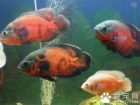 地圖魚飼養|飼養地圖魚的一些建議